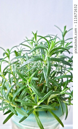 Hydroponic cultivation of rosemary Hydroponic cultivation of rosemary 111671632