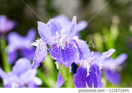 blue flower blue flower 111671645