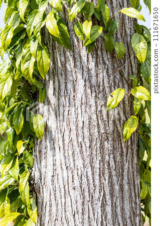 Hihatsu crawling on a tree Hihatsu crawling on a tree 111671650