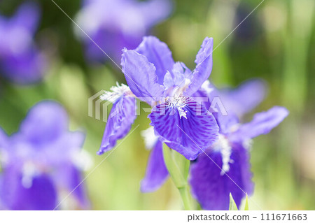 藍色的花 111671663