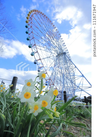 Daffodils and blue skies: Daffodil Festival at Kasai Rinkai Park Daffodils and blue skies: Daffodil Festival at Kasai Rinkai Park 111671947
