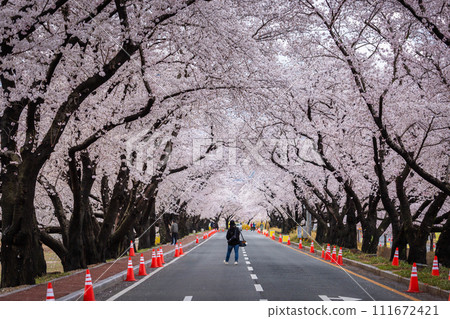 Beautiful cherry blossom tunnel and cherry trees on both sides of the road at the Cherry Blossom Festival in Gyeongju, South Korea. 111672421