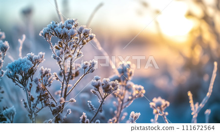 Close-up of delicate flowers covered in frost against a soft sunrise light. Close-up of delicate flowers covered in frost against a soft sunrise light. 111672564