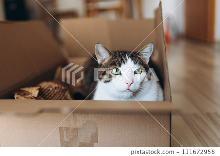 European cat in a delivery paper box. The concept of buying a new home or relocation. Pet sitting in a cardboard box. Looking cat in removal box 111672958