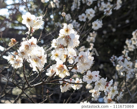 White plum 111673869
