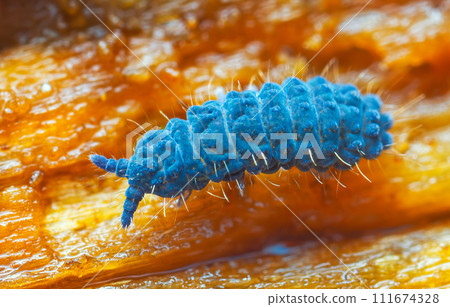 Moss Springtail - Neanura muscorum. Decomposer.  111674328