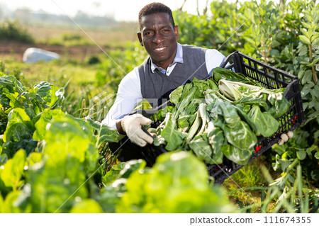 Man gathering in crops of leaf beets 111674355