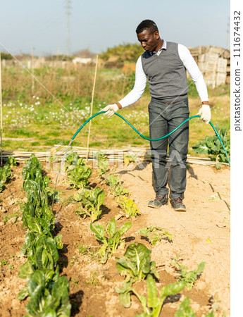 Man watering leaf beets Man watering leaf beets 111674432