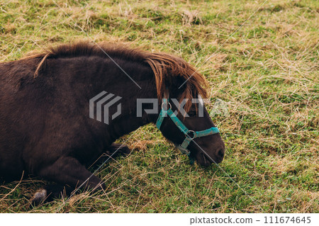 brown horse grazing in green field, nature banner brown horse grazing in green field, nature banner 111674645