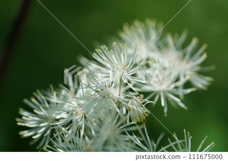 Larch white flowers Larch white flowers 111675000