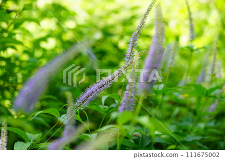 Kugaisou粉紅色的花 Kugaisou粉紅色的花 111675002