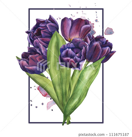 Watercolor tulip flowers bouquet. Template of spring flowers for floral design for valentine day, 8 march, mothers day, easter. Hand drawn floral illustration of blooming plants Watercolor tulip flowers bouquet. Template of spring flowers for floral design for valentine day, 8 march, mothers day, easter. Hand drawn floral illustration of blooming plants 111675187