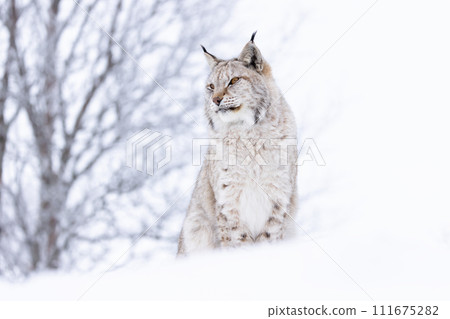 Beautiful lynx cat sitting on a hill top in the cold winter forest snow 111675282