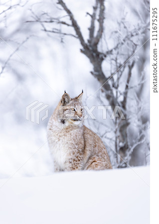 Close portrait of beautiful lynx cat in the winter forest snow 111675295