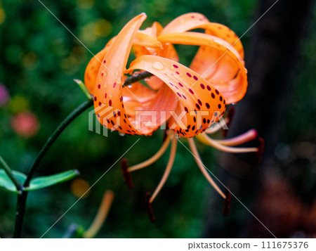 The image captures a vibrant orange lily with spots, showcasing its intricate stamens amidst green leaves. The image captures a vibrant orange lily with spots, showcasing its intricate stamens amidst green leaves. 111675376