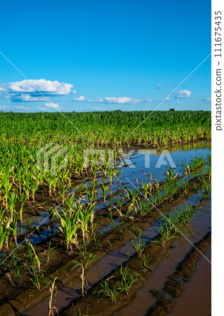 A sunny view of crops growing through floodwaters. A sunny view of crops growing through floodwaters. 111675435