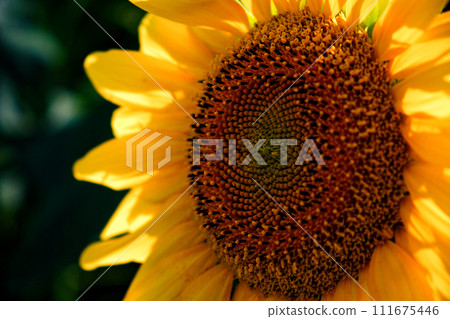 A sunflowers yellow petals surround its complex, seed-filled center. A sunflowers yellow petals surround its complex, seed-filled center. 111675446