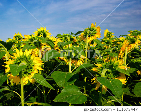 Sunflowers in bloom, showcasing vibrant yellow petals and lush green foliage. Sunflowers in bloom, showcasing vibrant yellow petals and lush green foliage. 111675447