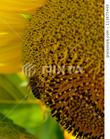 The image captures a bee, approaching the rich, pollen-covered center of a bright sunflower. 111675449