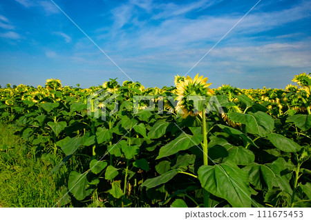 Bright yellow sunflowers stand tall amidst a sea of green foliage. Bright yellow sunflowers stand tall amidst a sea of green foliage. 111675453