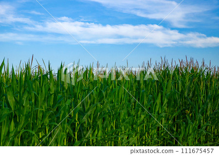 Corn plants in focus, blue sky above. Corn plants in focus, blue sky above. 111675457