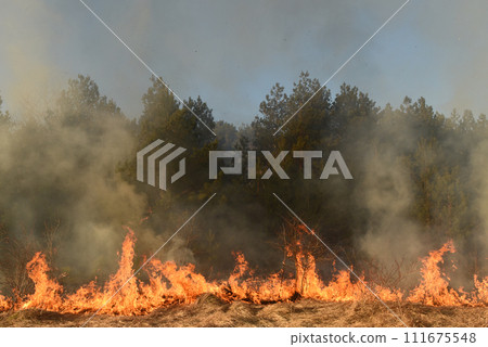 wildfire, forest fire, burning forest wildfire, forest fire, burning forest 111675548