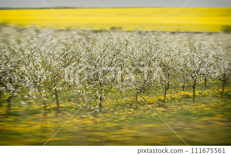 cherry trees in blossom, cherry orchard in spring, flowers dandelions, background, 111675561