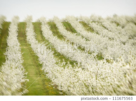 cherry trees in blossom, cherry orchard in spring, flowers dandelions, background, 111675563