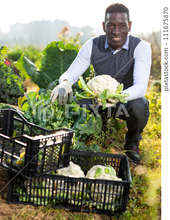 Man harvesting cauliflowers Man harvesting cauliflowers 111675870