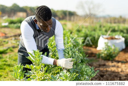 Gardener checking legume bushes Gardener checking legume bushes 111675882