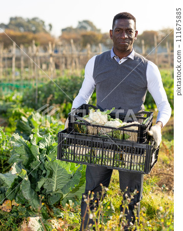 Farmer with box of cauliflowers Farmer with box of cauliflowers 111675885