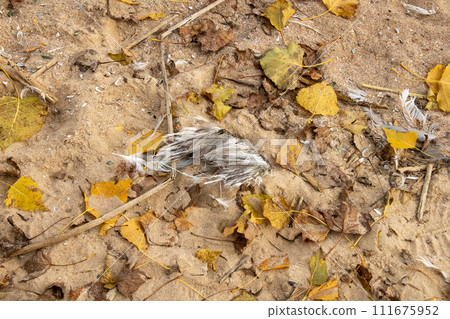 Feathers lie on the sand in yellow leaves Feathers lie on the sand in yellow leaves 111675952