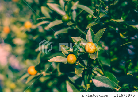 Kumquats beside the path Kumquats beside the path 111675979