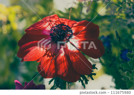 The language of flowers is "ephemeral love". This is a red anemone that is just about finished. The language of flowers is "ephemeral love". This is a red anemone that is just about finished. 111675980