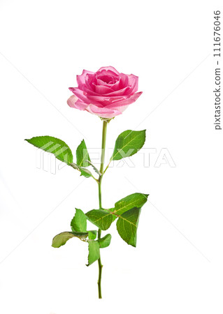 Beautiful pink rose isolated on white background. 111676046