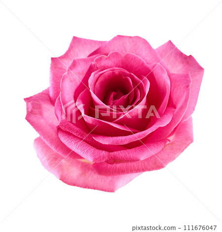 Beautiful pink rose isolated on white background. Beautiful pink rose isolated on white background. 111676047