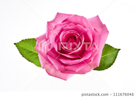 Beautiful pink rose isolated on white background. Beautiful pink rose isolated on white background. 111676048