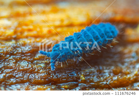 Moss Springtail - Neanura muscorum. Decomposer.  111676246