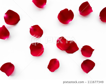 Scattered red rose petals isolated on white background. Flat lay, top view. Romantic concept for design and decoration. Can be used for romantic event decorations, wedding invitations, greeting cards 111677349