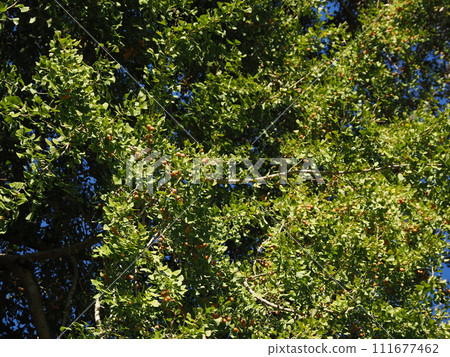 富有成效的銀杏開帳單 111677462