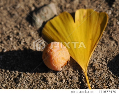 Fruitful ginkgo billed Fruitful ginkgo billed 111677470