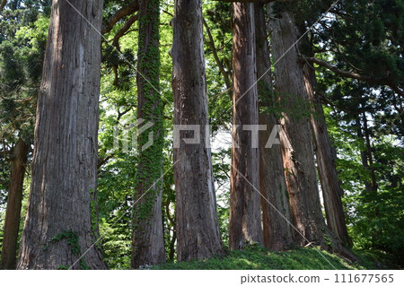 Cedar forest on the approach to Mt. Haguro Tsuruoka City, Yamagata Prefecture Cedar forest on the approach to Mt. Haguro Tsuruoka City, Yamagata Prefecture 111677565