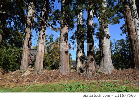 Cedar forest on the approach to Mt. Haguro Tsuruoka City, Yamagata Prefecture Cedar forest on the approach to Mt. Haguro Tsuruoka City, Yamagata Prefecture 111677566