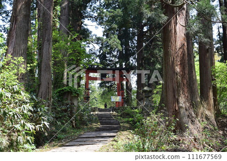 山形縣羽黑山鶴岡市入口處的杉林 111677569