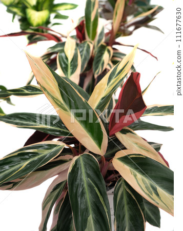 Karatea Trio Star 111677630