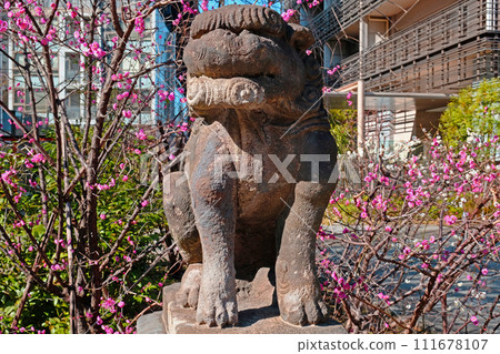 東京新宿區鳴子天神社的守護犬（未成形）和紅梅花 111678107