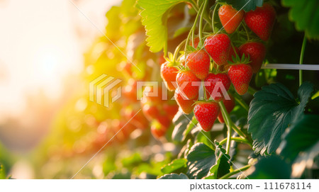 AI-generated content. Growing strawberries vertically and hidroponic vertical farm. Generative AI 111678114