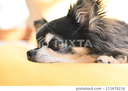 Daily life of a long coat Chihuahua relaxing in the living room Daily life of a long coat Chihuahua relaxing in the living room 111678216