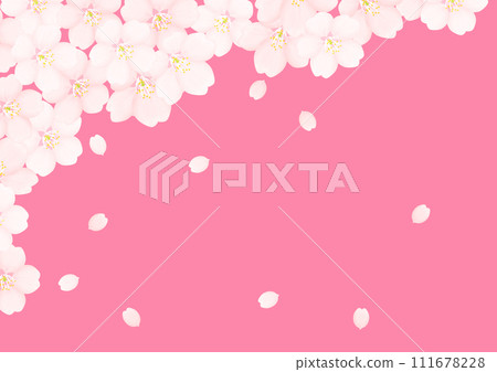 Cherry Blossom	 111678228