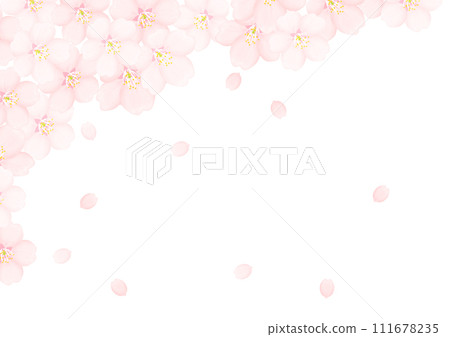 Cherry Blossom	 111678235